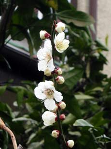 image/030316-004957-aIMG_6016.jpg