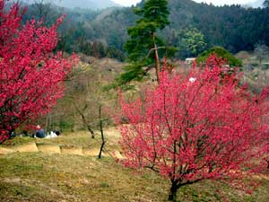 image/030316-233813-aIMG_6103.jpg