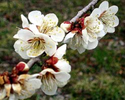 image/030317-233515-aIMG_6072.jpg