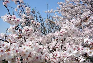 image/030407-185630-aIMG_7084.jpg