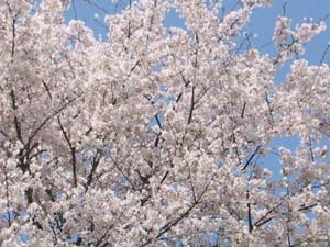 image/030408-193143-aIMG_7069.jpg
