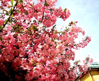 image/030414-203731-aIMG_7456.jpg
