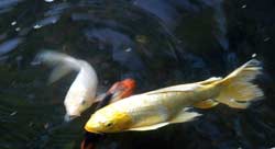 image/030503-222612-aDSC_3613.jpg