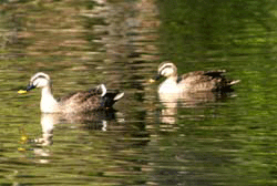 image/030609-205925-aDSC_3623.gif