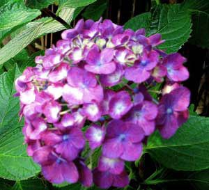 image/030711-204350-aIMG_4819.jpg