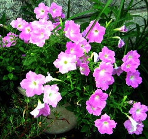image/030922-194239-aimg_8006.jpg