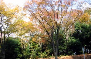 image/031123-205327-aIMG_3245.jpg