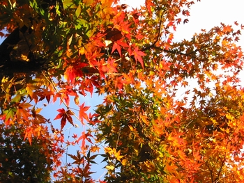 image/031212-220443-aIMG_3475.jpg