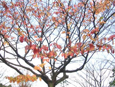 image/031229-174300-aIMG_3434.jpg