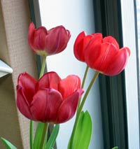 image/040105-161757-aIMG_3980.jpg