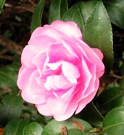 image/040110-203856-aIMG_3379.jpg