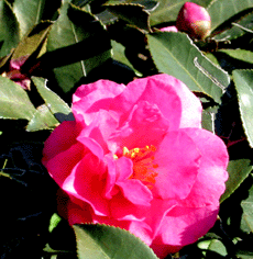 image/040115-190040-aIMG_4118.gif