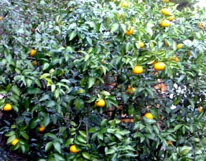 image/040116-194955-aIMG_4176.jpg